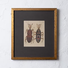 Bertuch Insects Wheat Weevil c. 1790s
