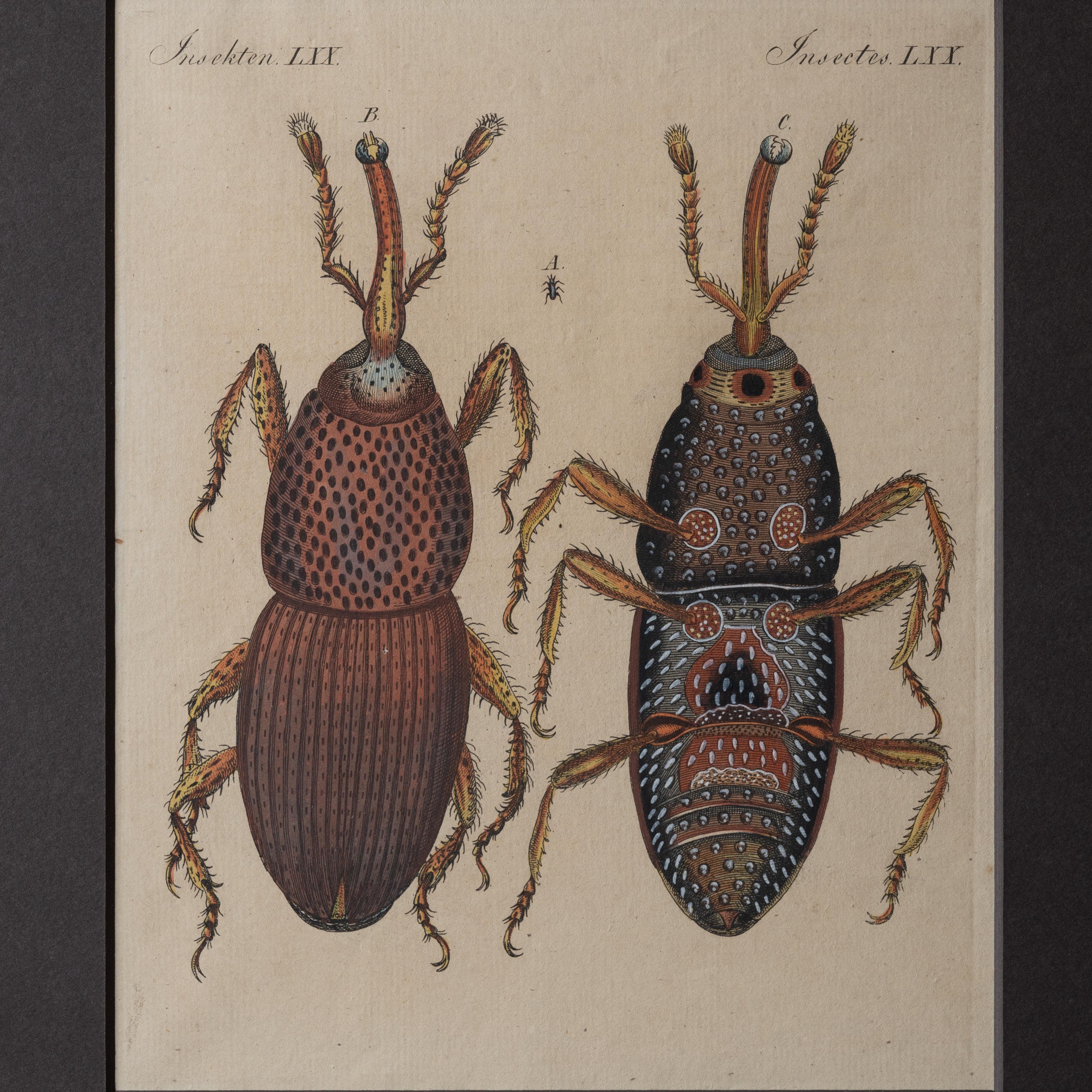 Bertuch Insects Weevil c. 1790er Jahre (Deutsch) im Angebot