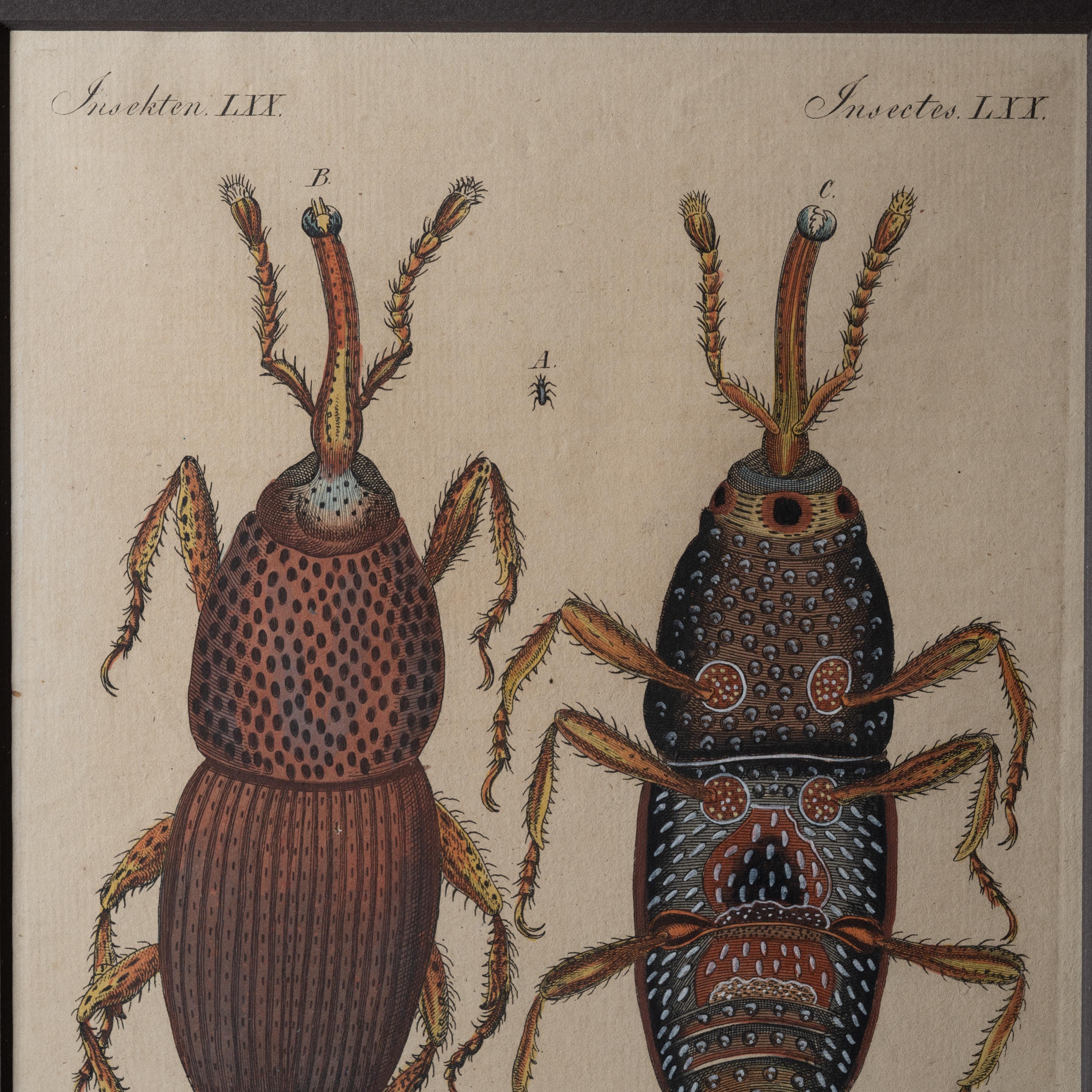 Bertuch Insects Weevil c. 1790er Jahre im Zustand „Gut“ im Angebot in Savannah, GA