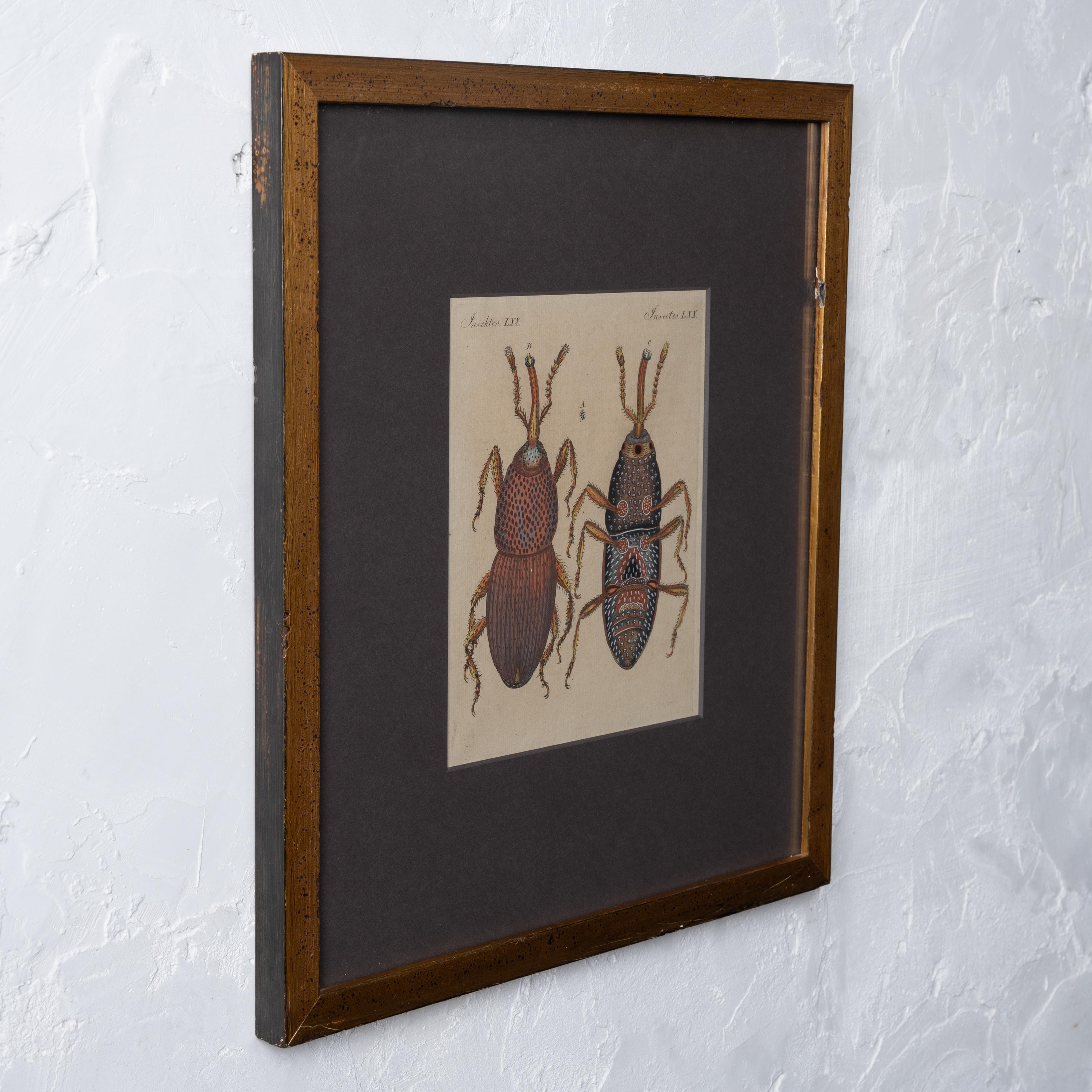 Bertuch Insects Weevil c. 1790er Jahre (Spätes 18. Jahrhundert) im Angebot