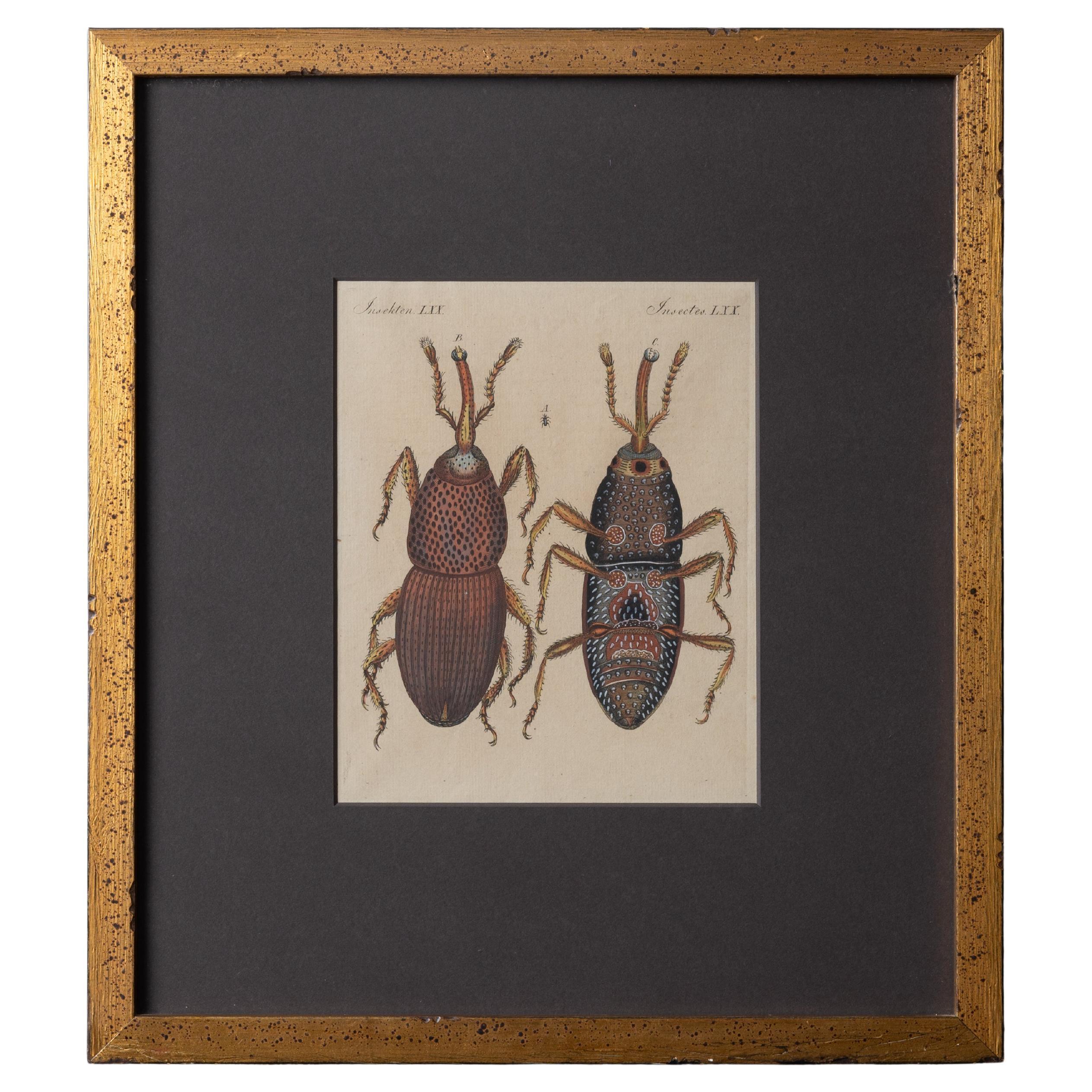 Bertuch Insects Wheat Weevil c. 1790s
