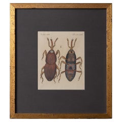 Bertuch Insects Wheat Weevil vers 1790