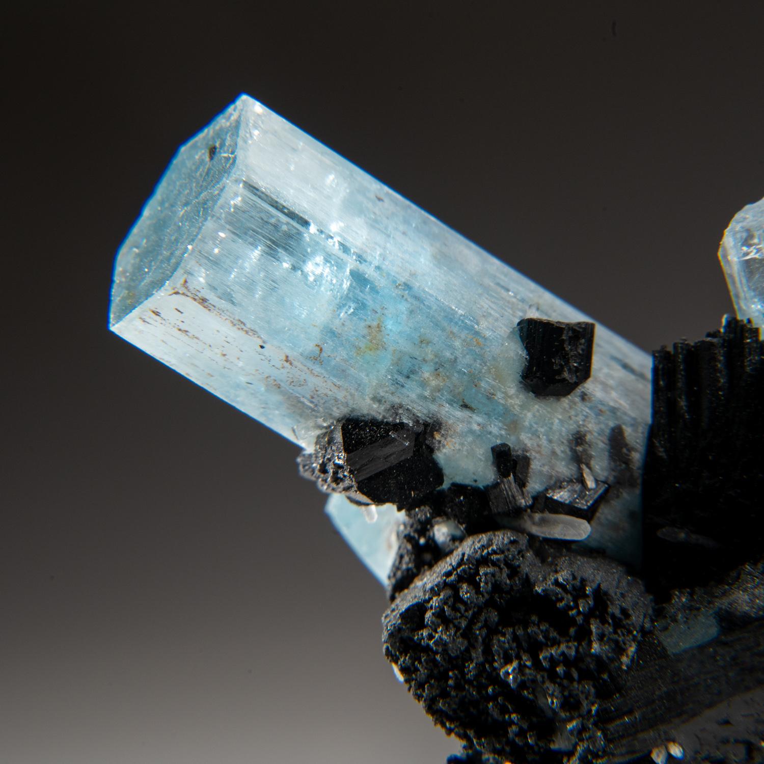 Aus dem Erongo-Gebirge, 20 km nördlich von Usakos, Damaraland, Namibia

Glänzende, transparente Aquamarinkristalle, die blaugrüne Edelsteinvarietät der Mineralart Beryll, schneiden sich mit glänzenden schwarzen, spitz zulaufenden