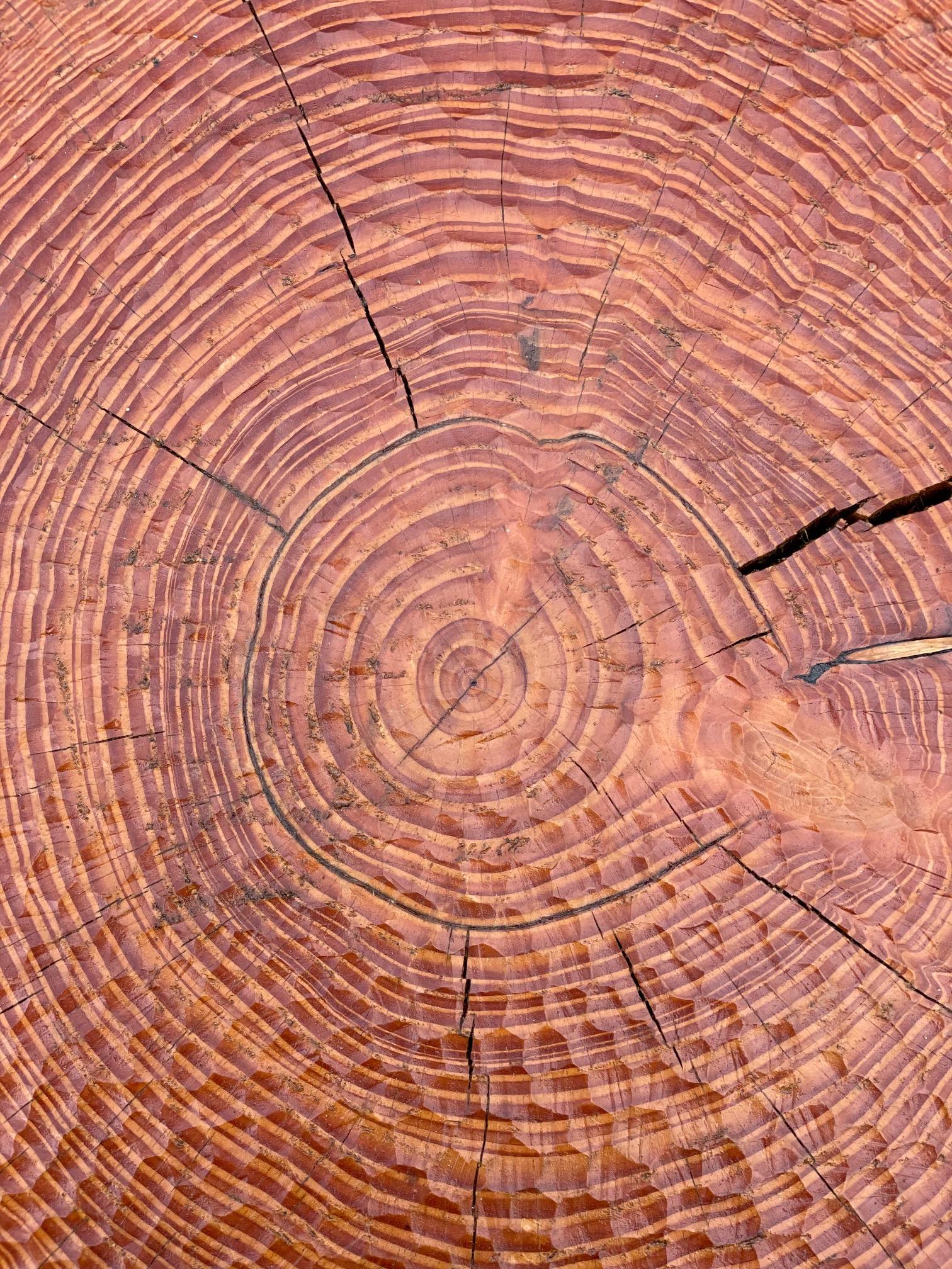 20ième siècle Table centrale sur mesure faite de fougère de Douglas, de bois de tourbière et d'un plateau circulaire en verre en vente
