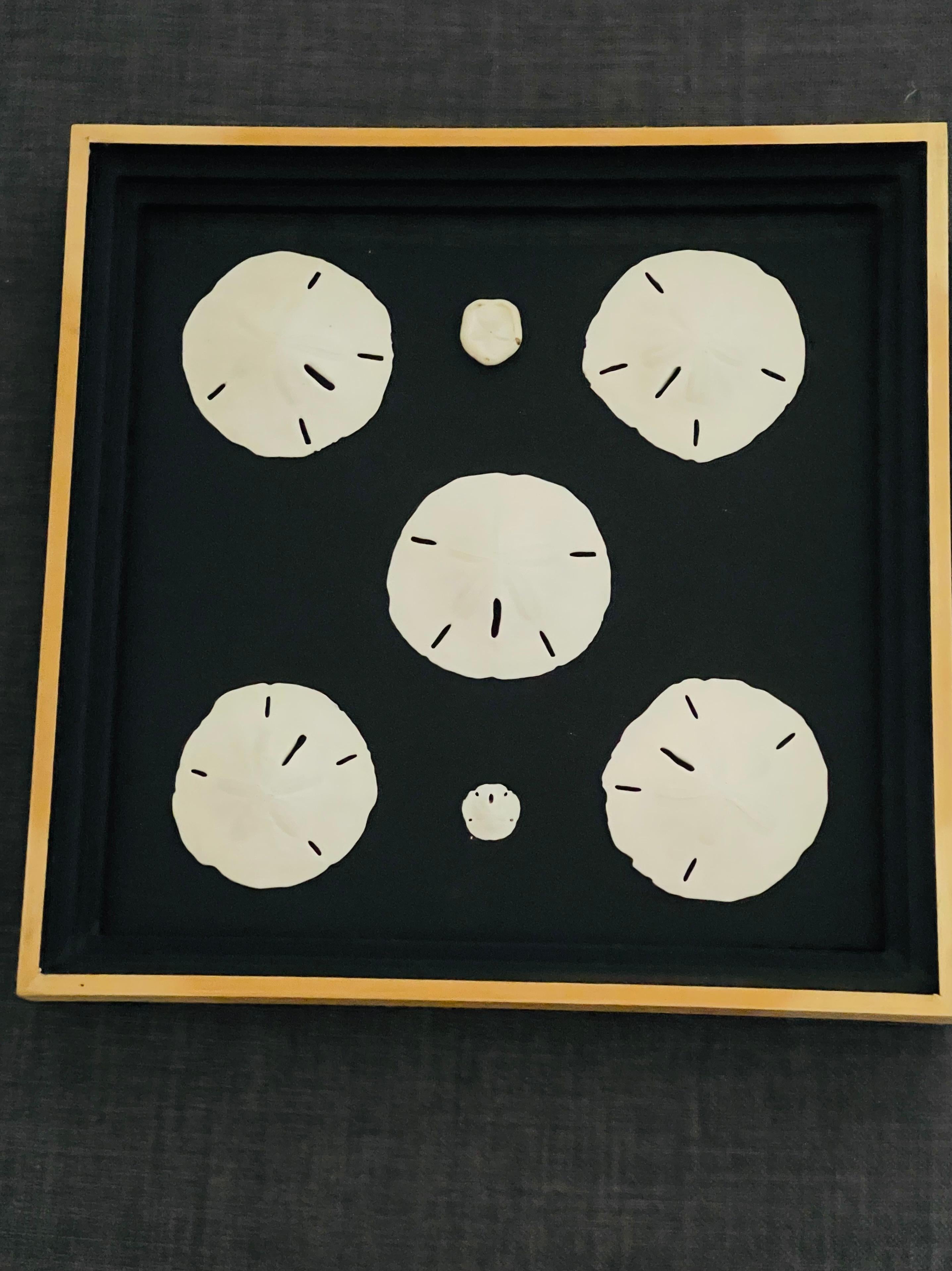 Vintage marine taxidermy 7 sand dollars natural history samples in different dimensions. Framed in a shadow box frame, no g look ass.