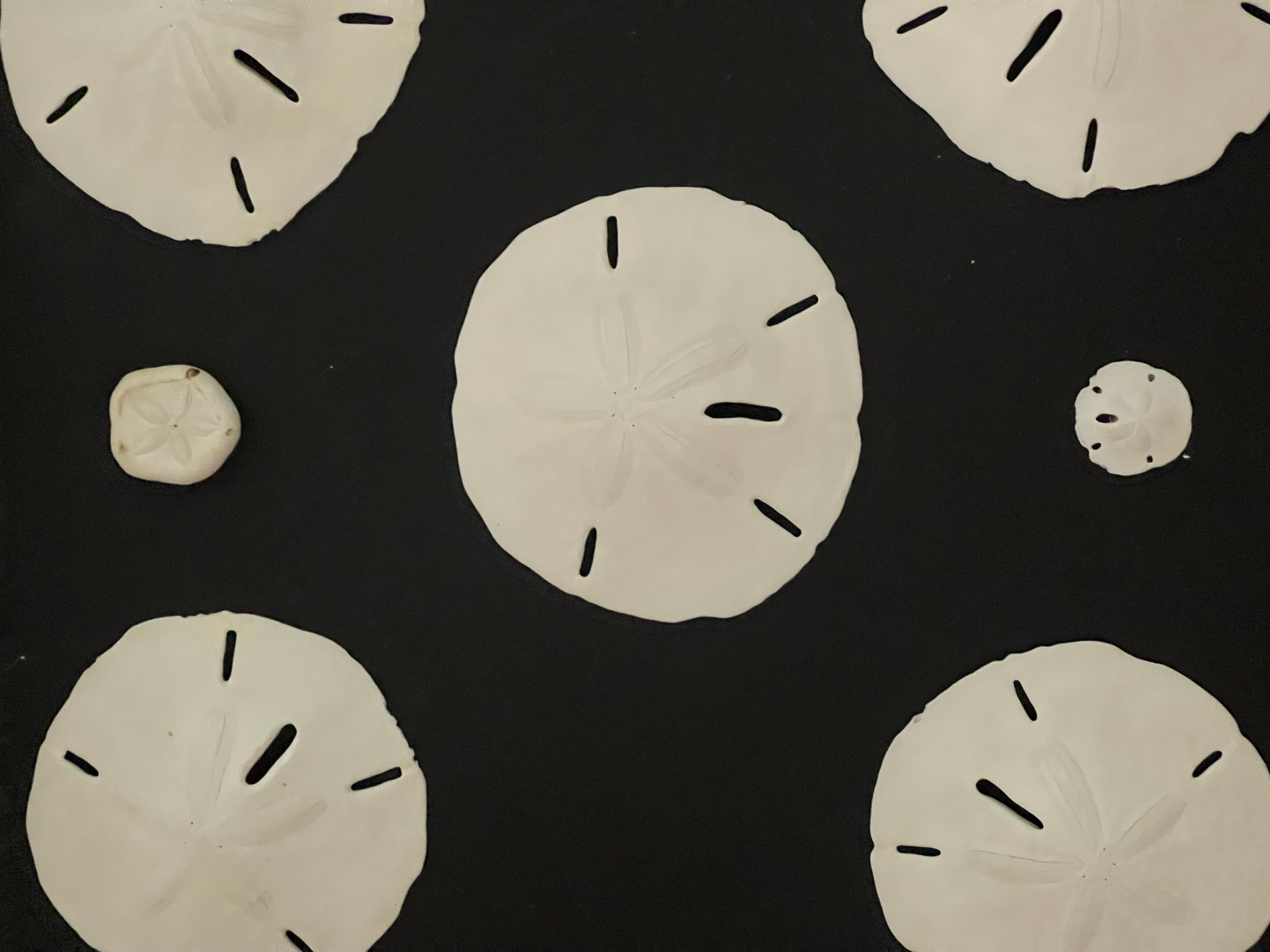 Organic Modern Best Nathen Sea Shells Sand  Dollars Marine Taxidermy Natural History Samples For Sale