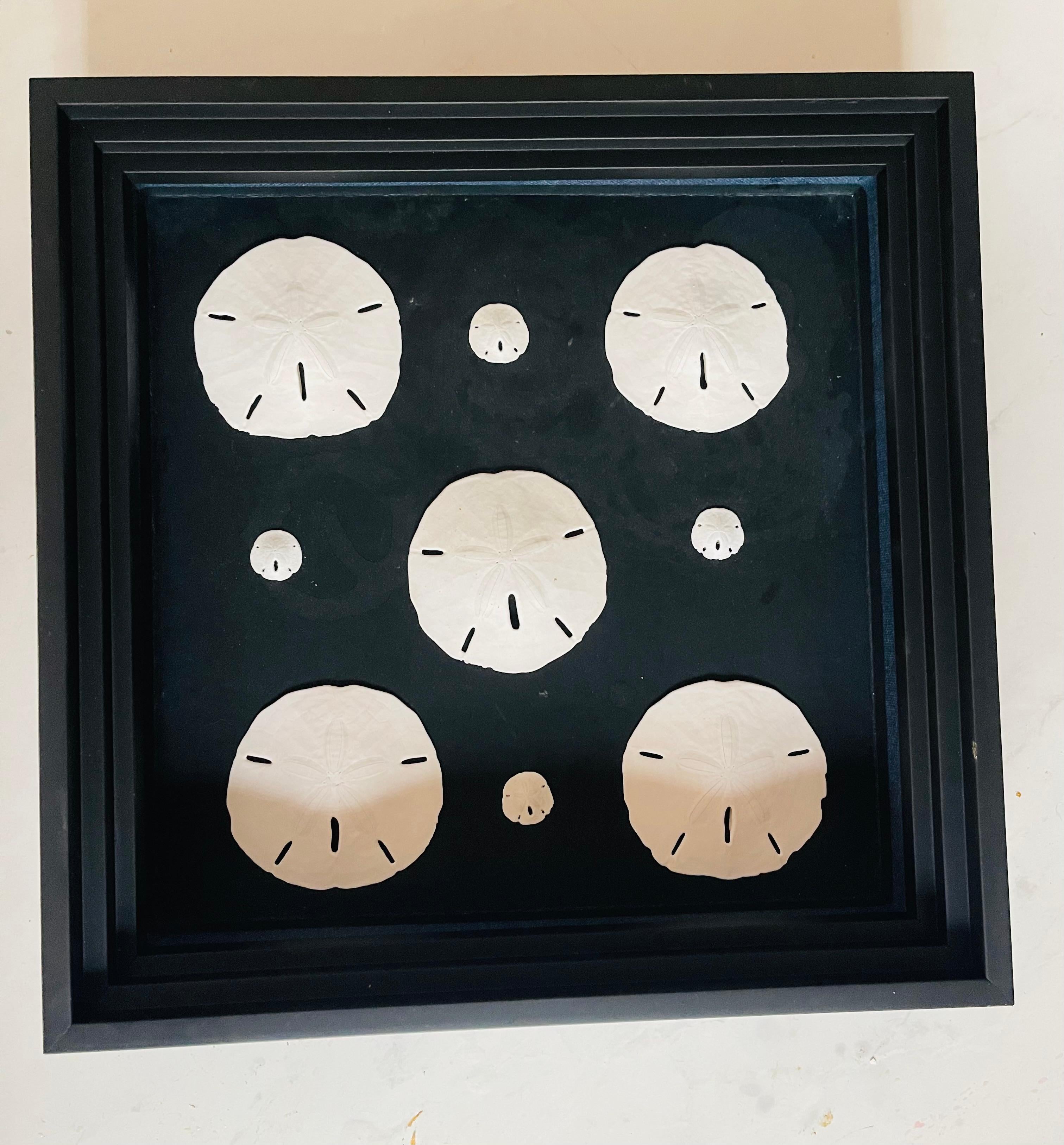 Américain Best Nathen Sea Shells Sand  Dollars Taxidermie marine Échantillons d'histoire naturelle en vente