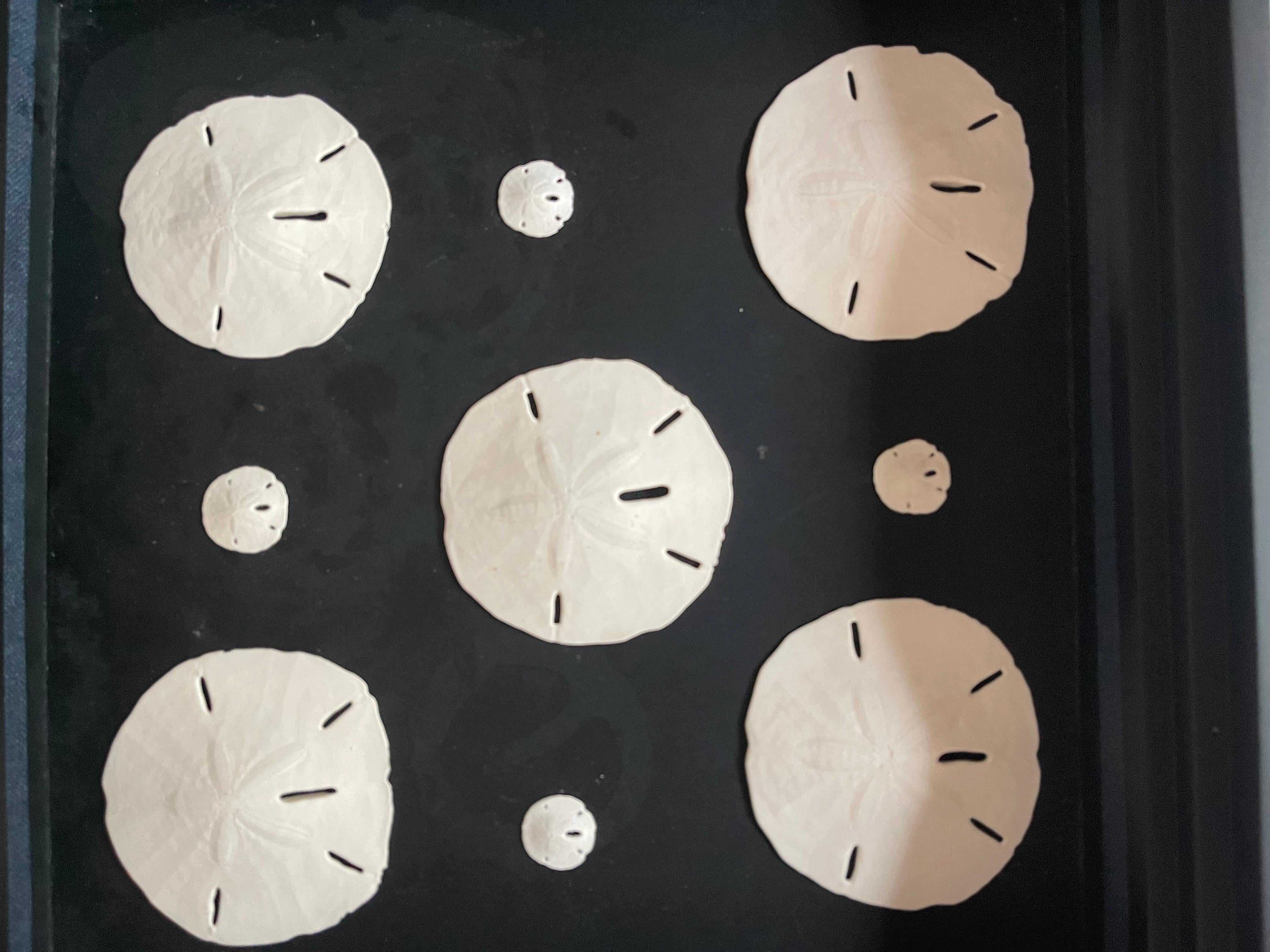 Best Nathen Sea Shells Sand  Dollars Taxidermie marine Échantillons d'histoire naturelle Bon état - En vente à Boca Raton, FL