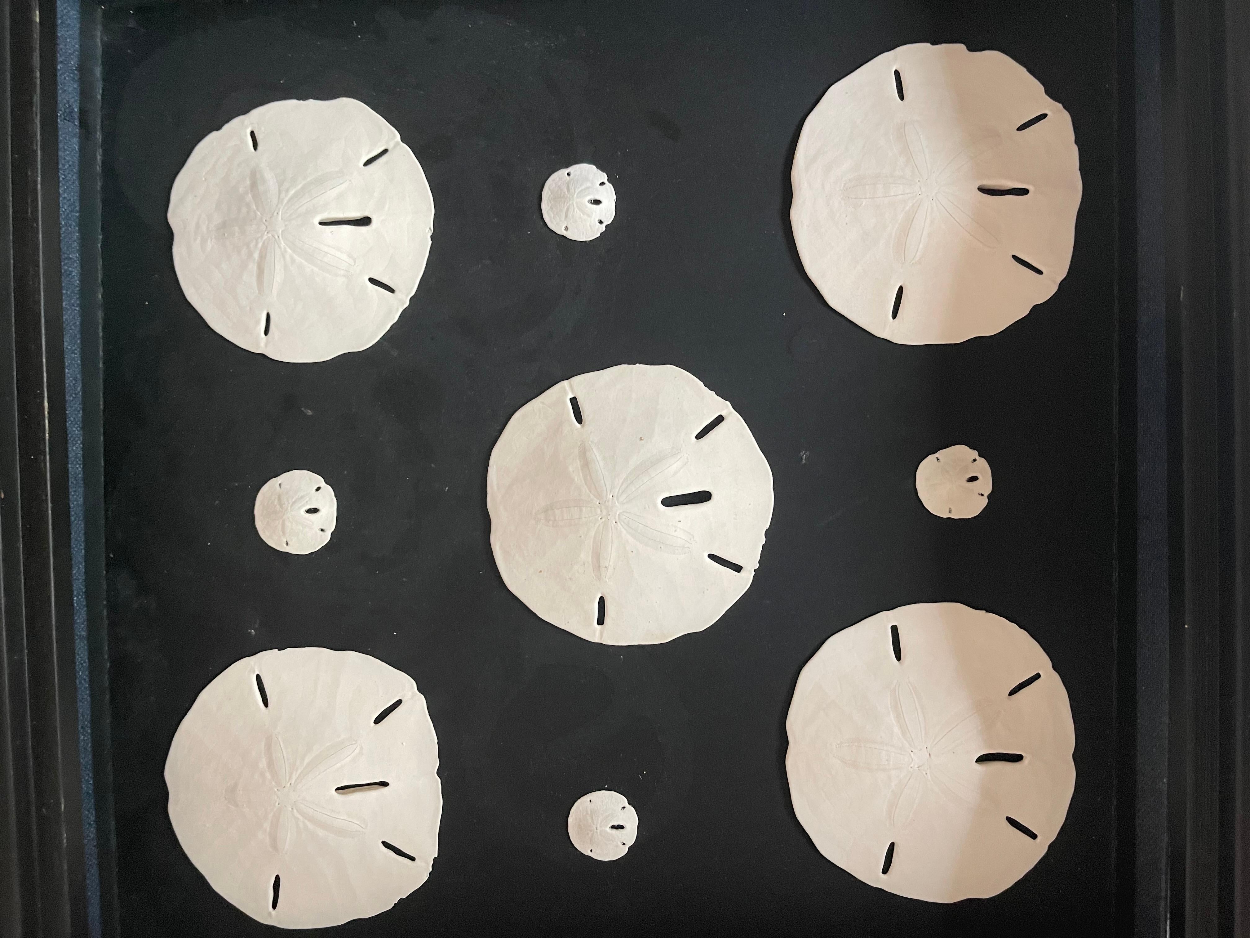 Fin du 20e siècle Best Nathen Sea Shells Sand  Dollars Taxidermie marine Échantillons d'histoire naturelle en vente