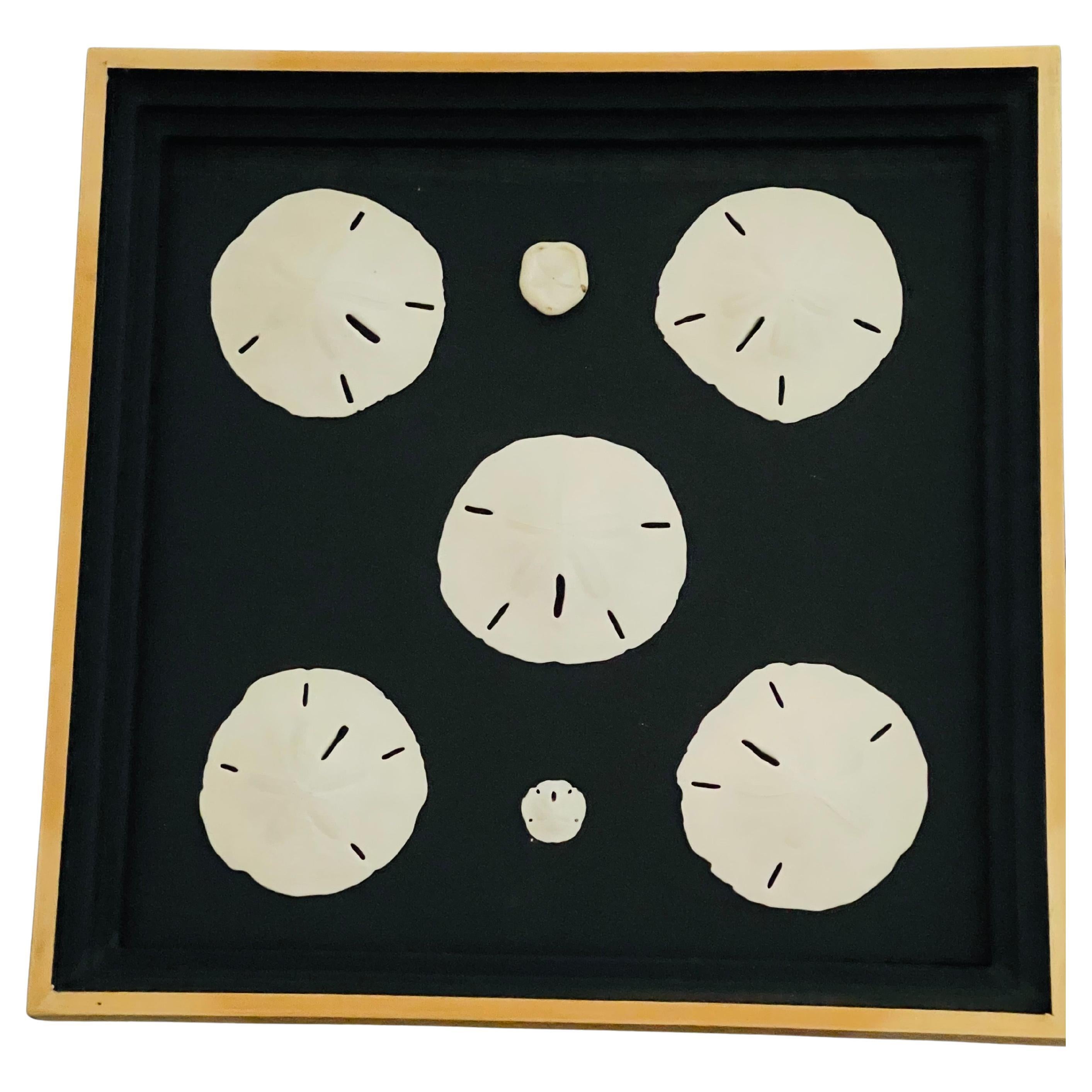 Best Nathen Sea Shells Sand  Dollars Marine Taxidermy Natural History Samples For Sale