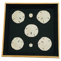 Best Nathen Sea Shells Sand  Dollars Marine Taxidermy Natural History Samples