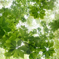 "Canopy Suite 400-126" - Composite Landscape Photography - JMW Turner