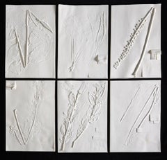 FICHA DE MUESTRA DE LA RUBIA SILVESTRE (ASTRALAGUS NEGLECTUS)