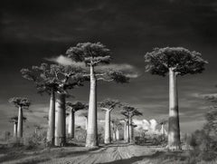 Avenue of Baobabs