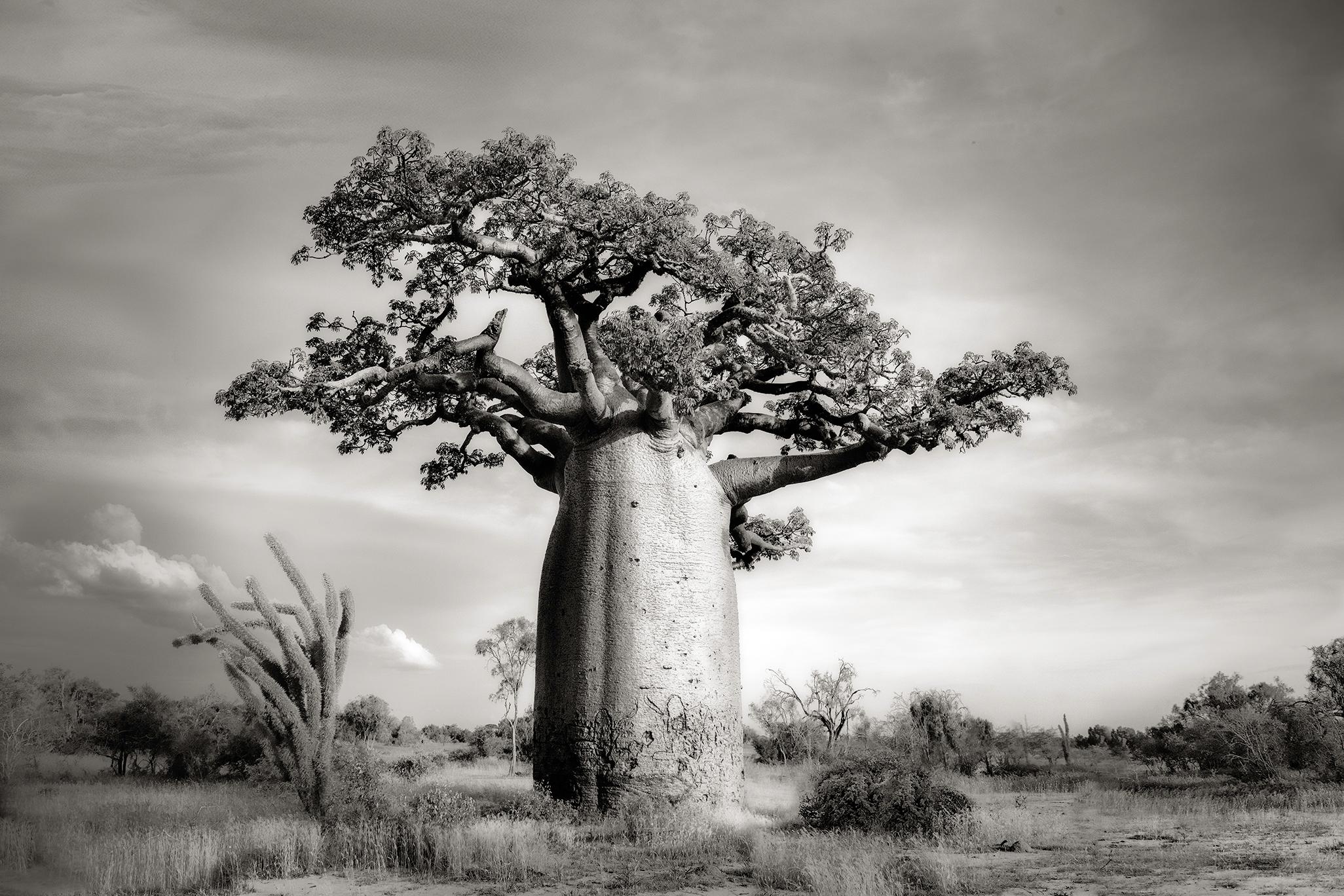 Beth Moon Black and White Photograph - BAOBAB III, Ankoabe