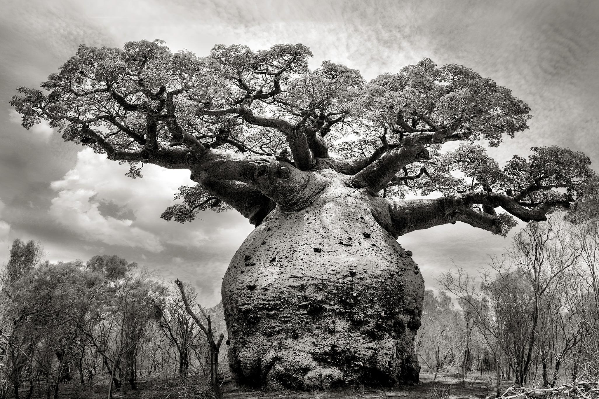 Beth Moon Black and White Photograph – BAOBAB IV, Andombiry-Wald