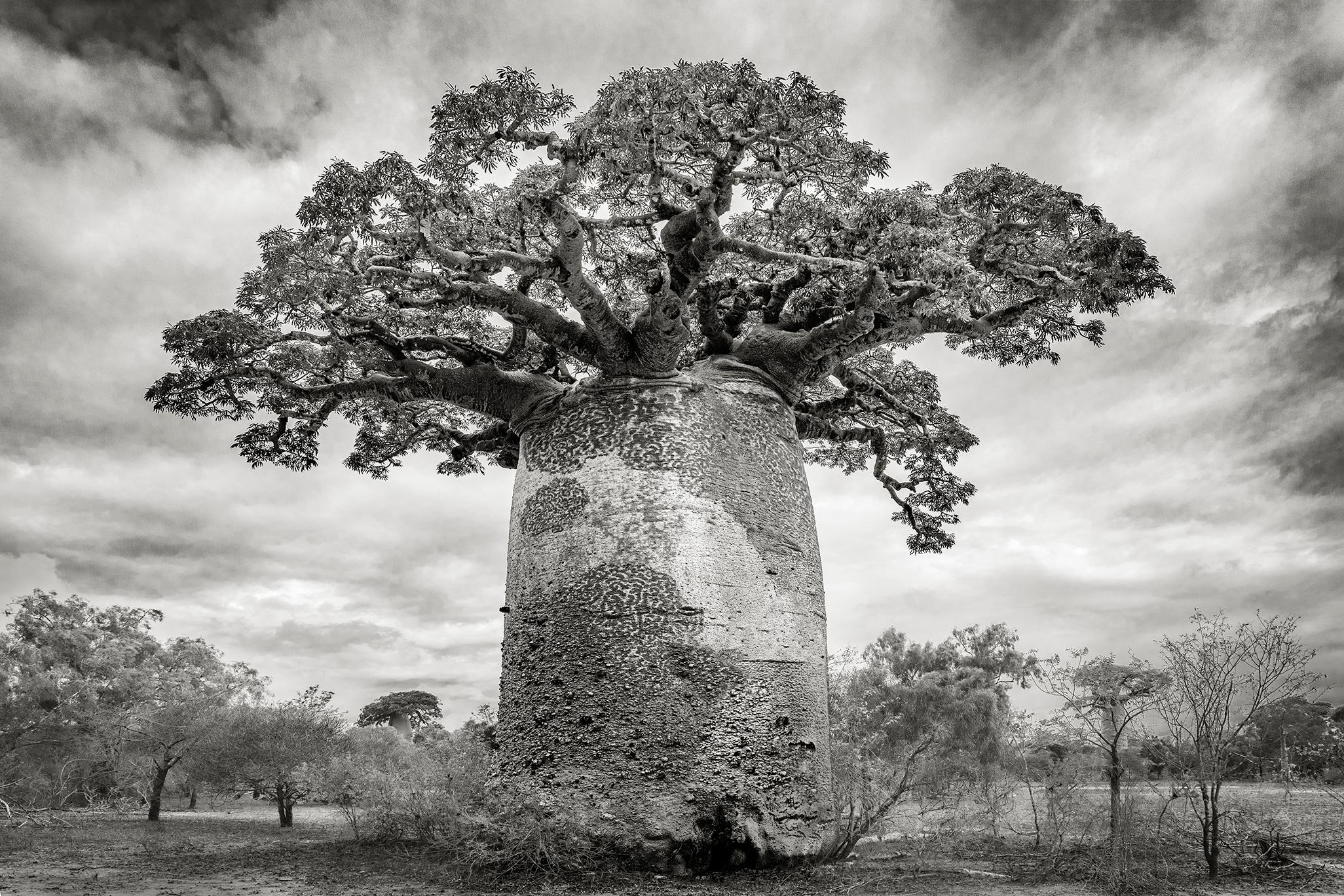 Beth Moon Landscape Photograph - BAOBAB IX, Andombiry Forest