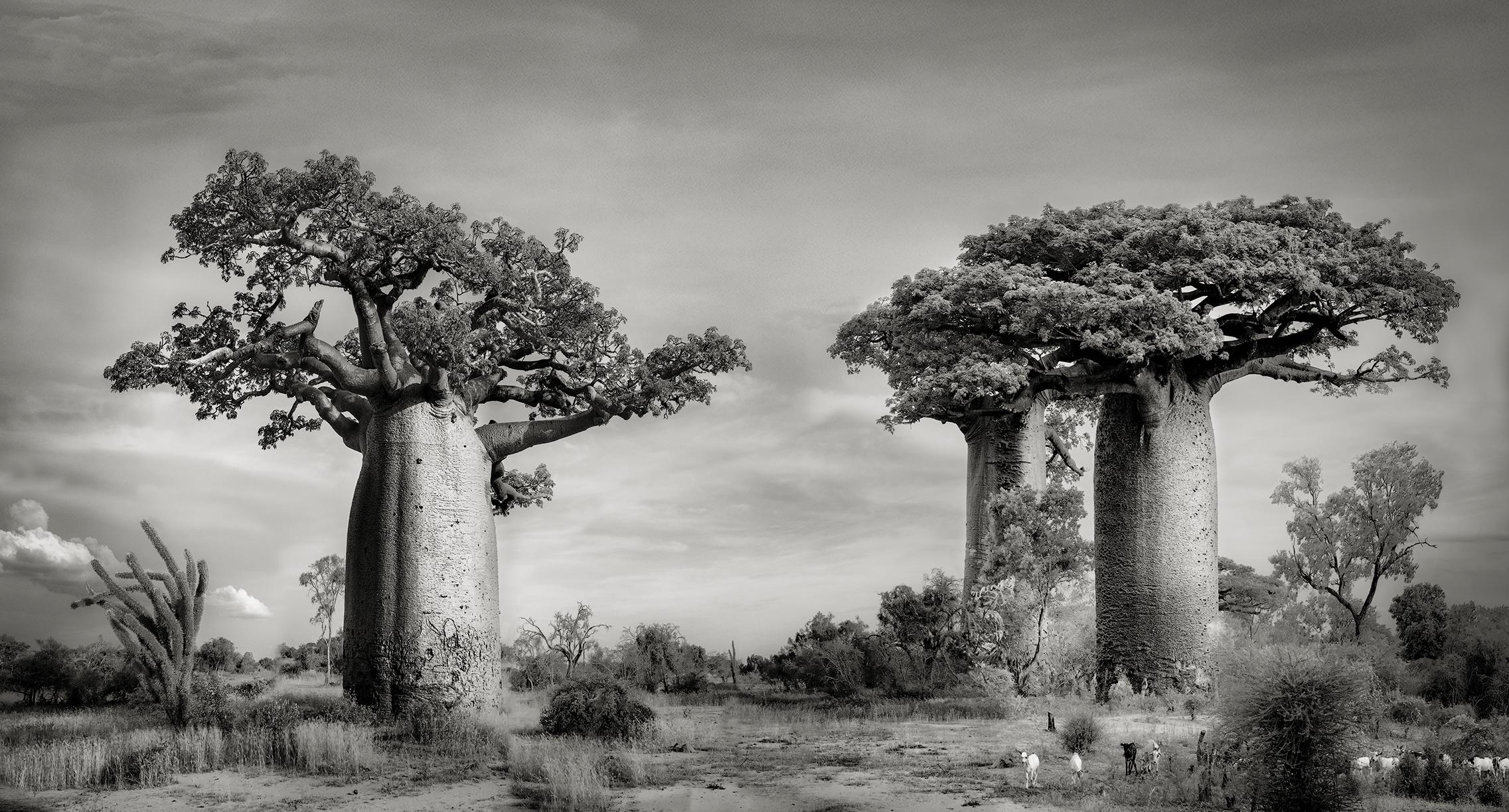 Beth Moon Black and White Photograph - BAOBABS, Ankoabe 
