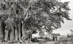 BAOBABS VON SAMBA DIA, Senegal