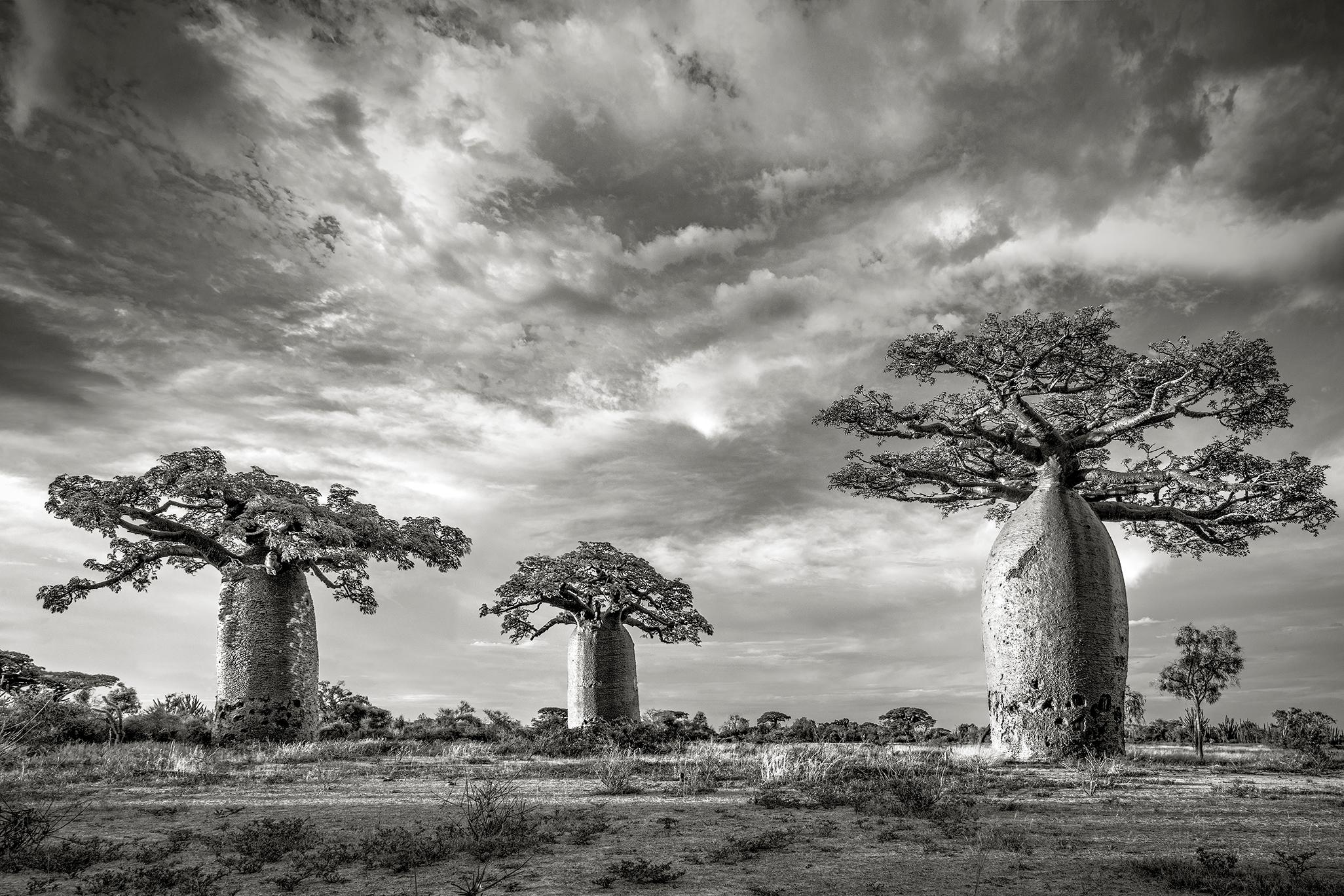 Beth Moon Black and White Photograph – BAOBABS V, Andombiry-Wald