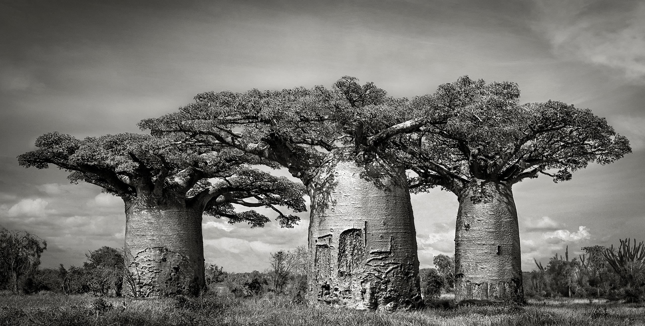 Beth Moon Black and White Photograph - BAOBABS VI, Andombiry Forest