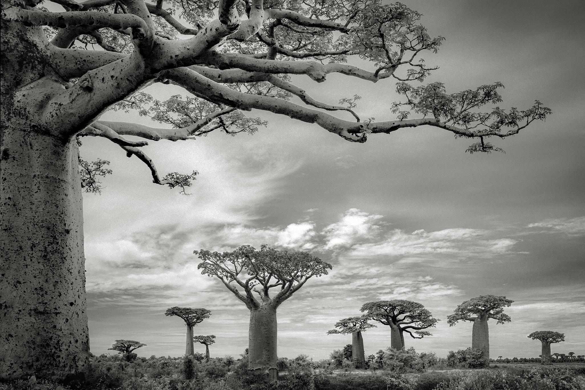 Beth Moon Black and White Photograph - BAOBABS XI, Ankoabe