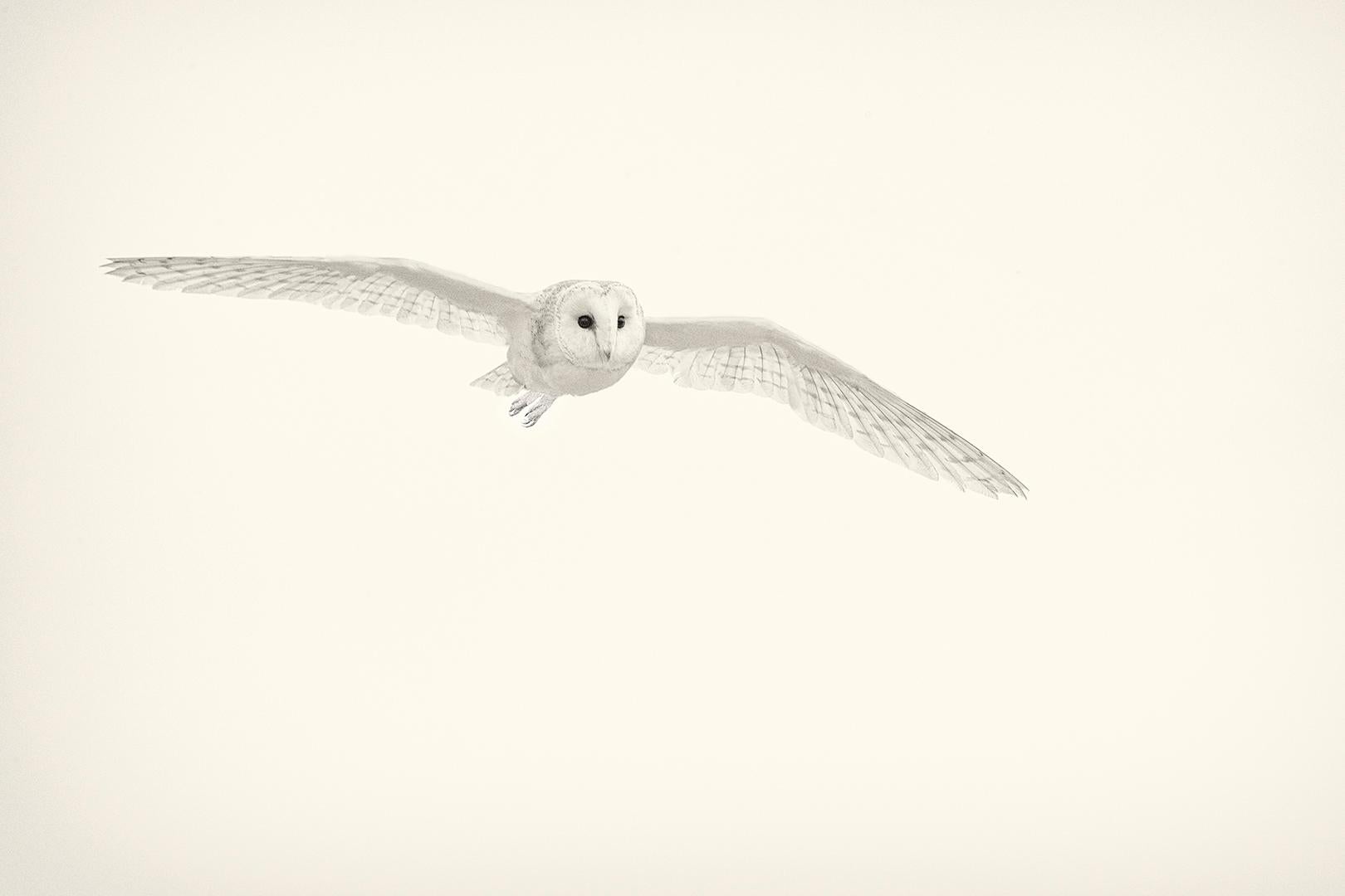 Beth Moon Black and White Photograph - Barn Owl I