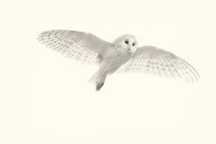 Barn Owl II