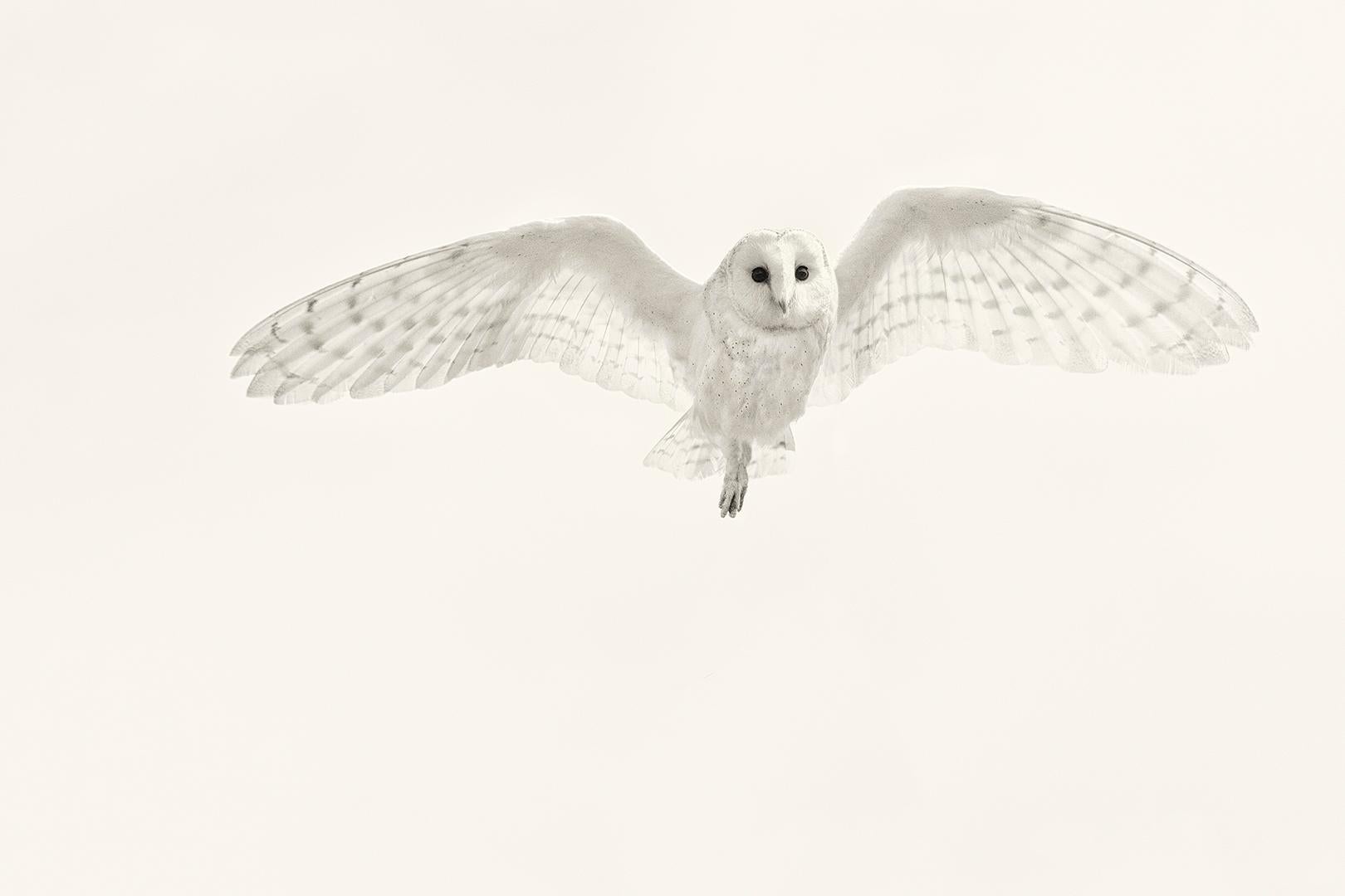 Beth Moon Black and White Photograph - Barn Owl III