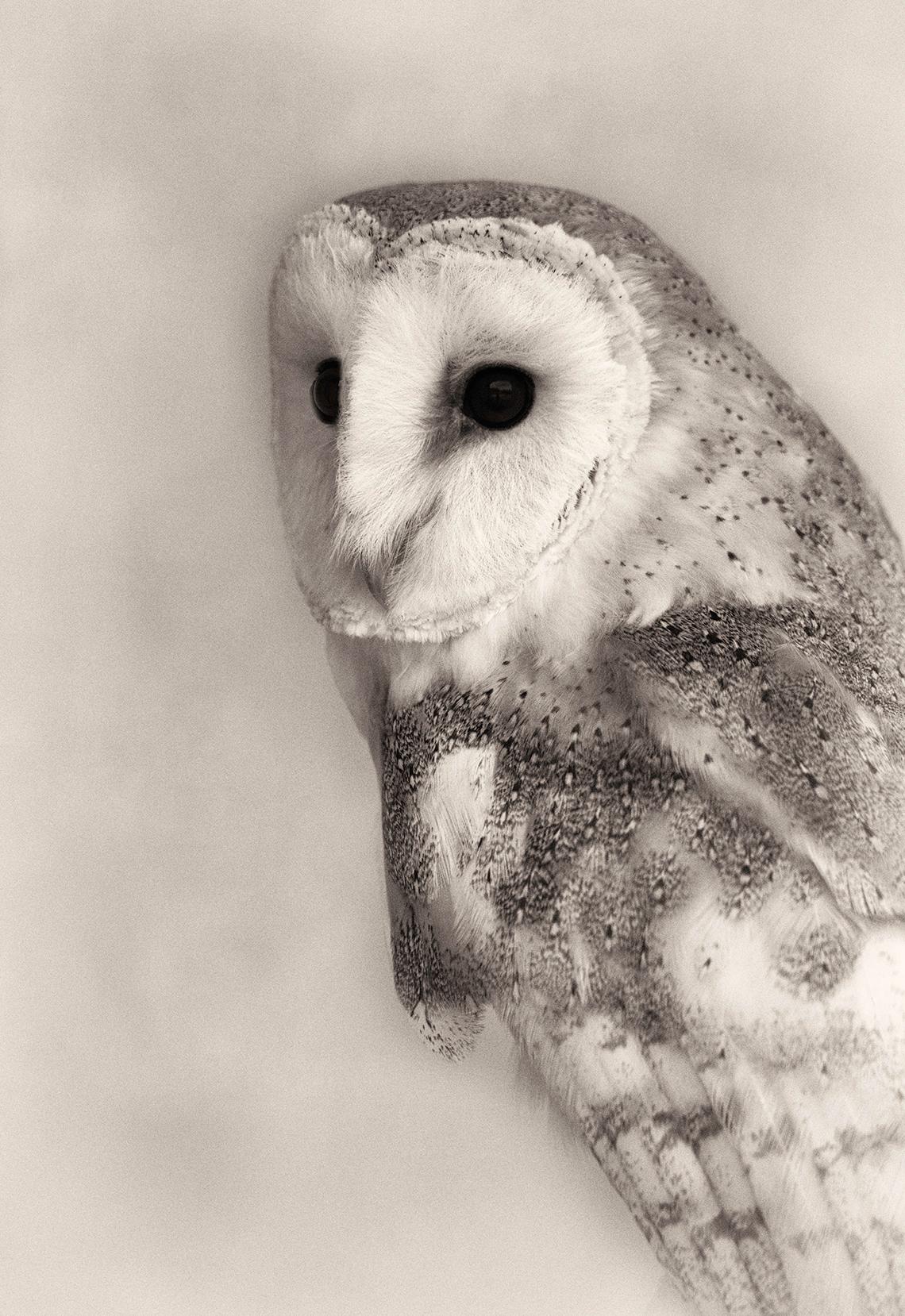 Beth Moon Animal Print - Barn Owl Portrait, limited edition photograph, signed, Platinum/Palladium Print