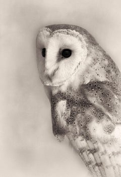 Barn Owl Portrait, limited edition photograph, signed, Platinum/Palladium Print