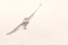 Barn Owl Study 10