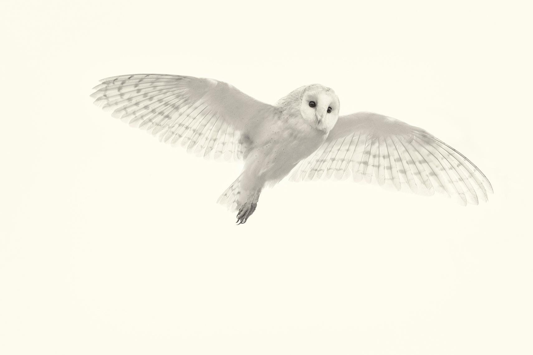 Beth Moon Animal Print - Barn Owl Study 2