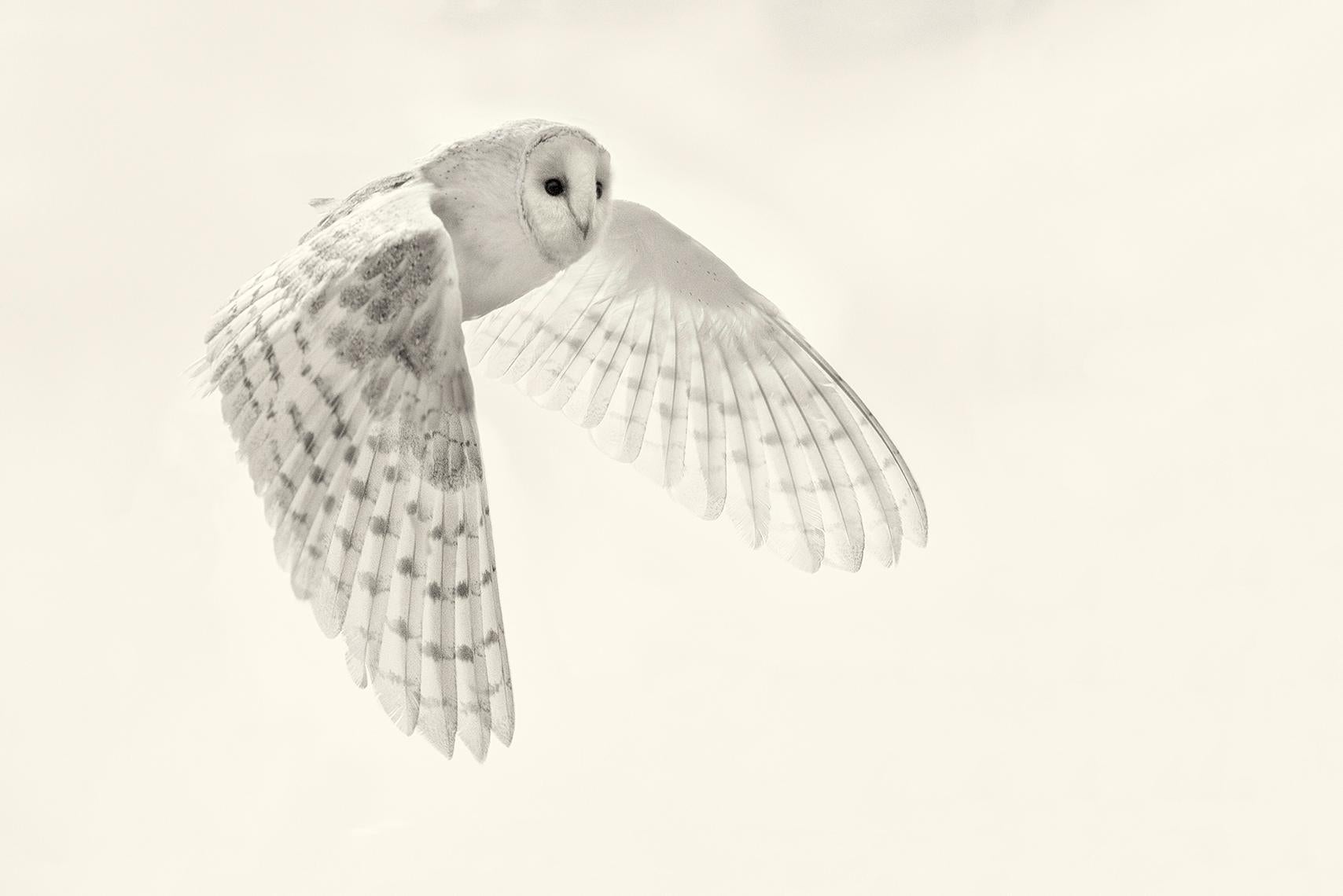 Beth Moon Animal Print - Barn Owl Study 4
