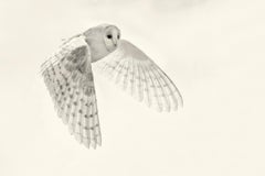 Barn Owl Study 4