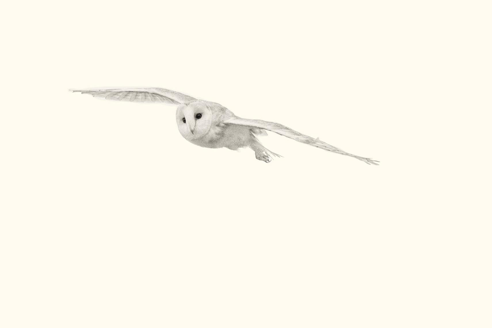 Beth Moon Animal Print - Barn Owl Study 6