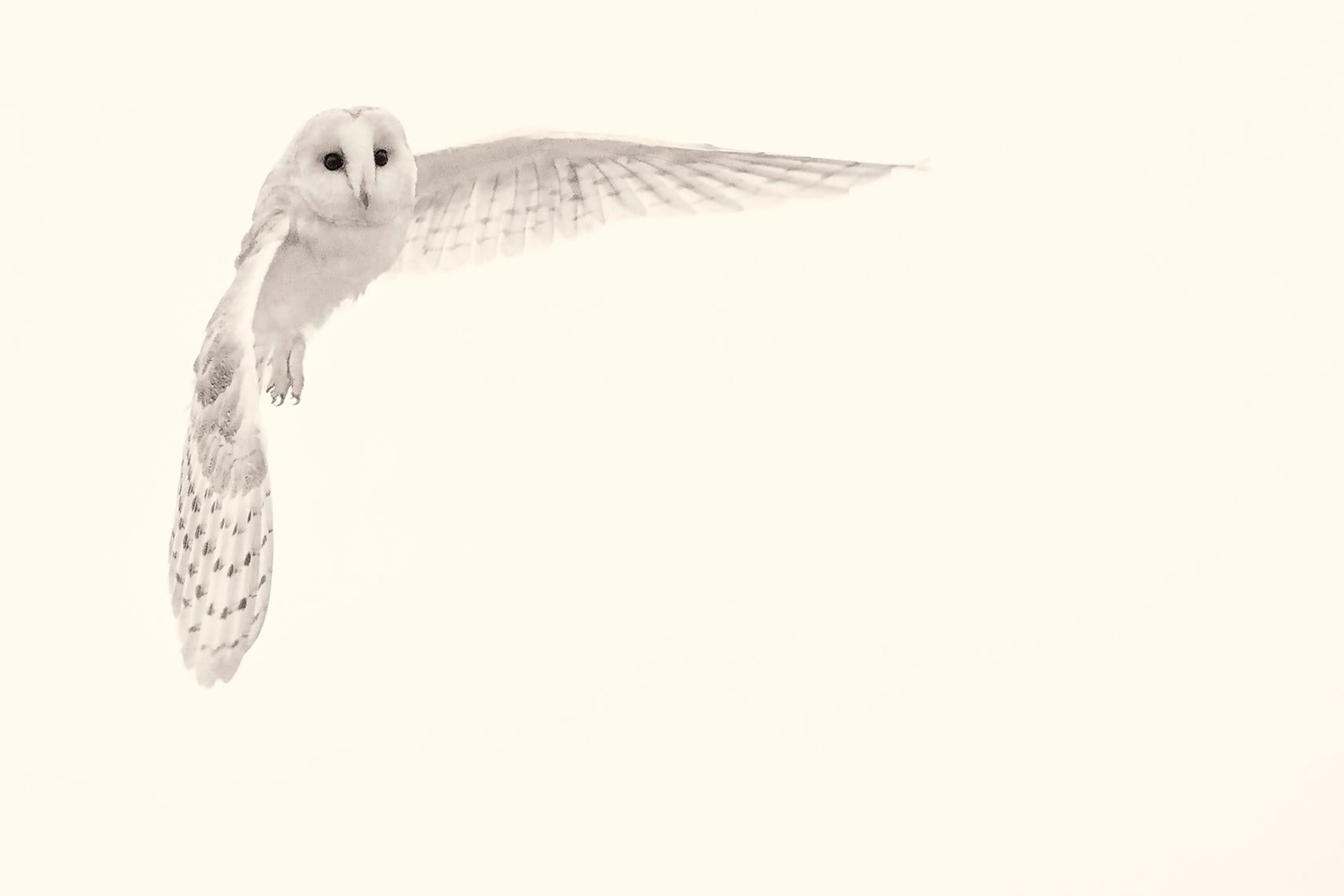 Beth Moon Animal Print - Barn Owl Study 9