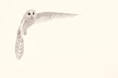 Barn Owl Study 9