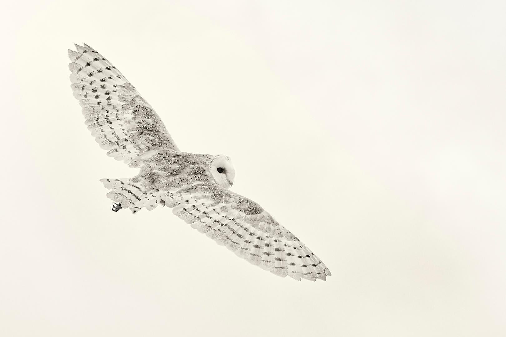 Beth Moon Black and White Photograph - Barn Owl XI