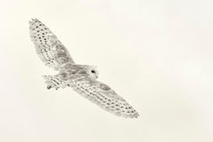 Barn Owl XI