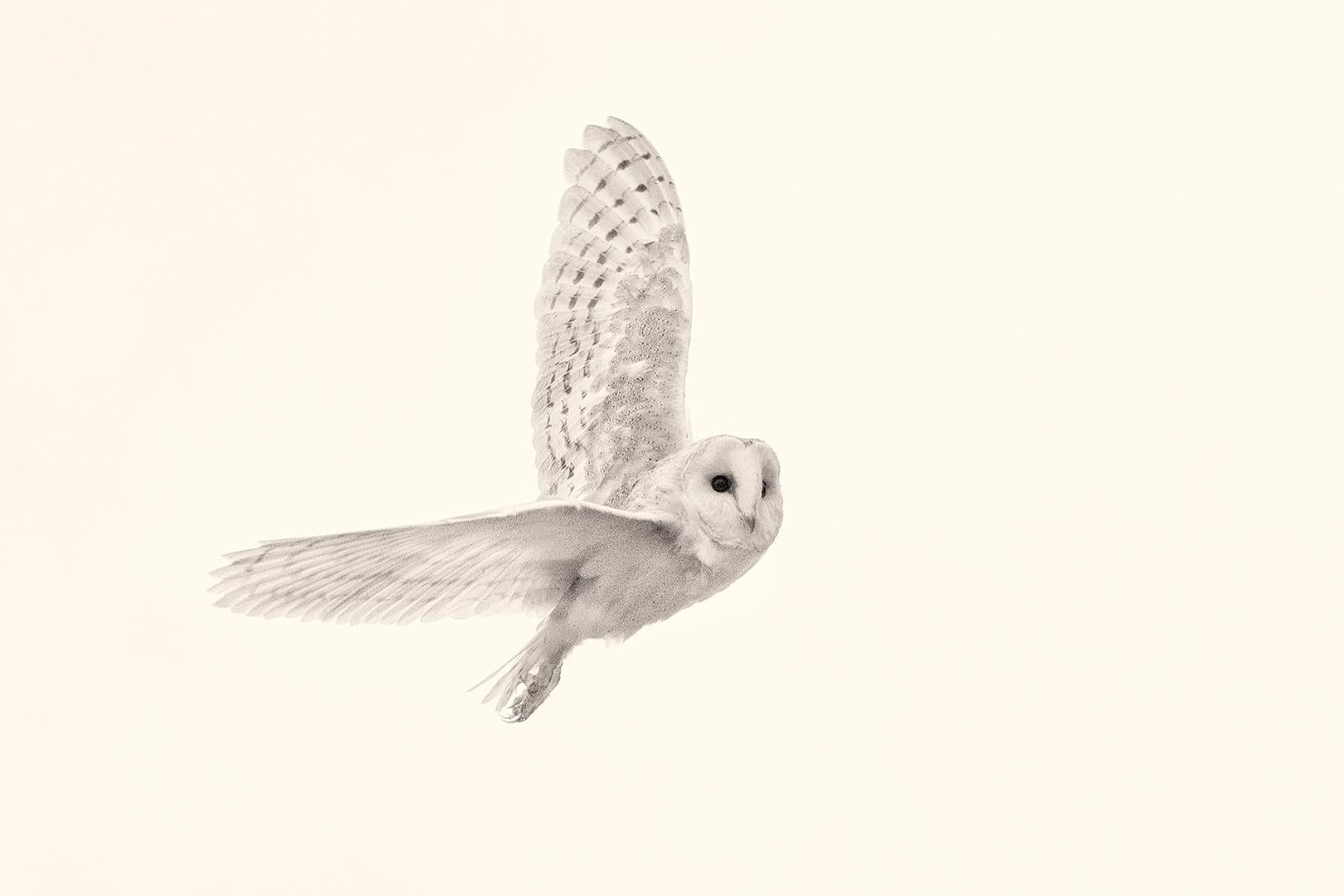 Beth Moon Black and White Photograph - Barn Owl XIII