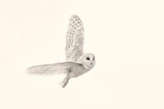 Barn Owl XIII