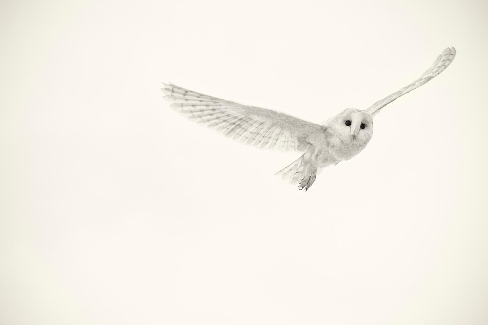 Beth Moon Black and White Photograph - Barn Owl XIV