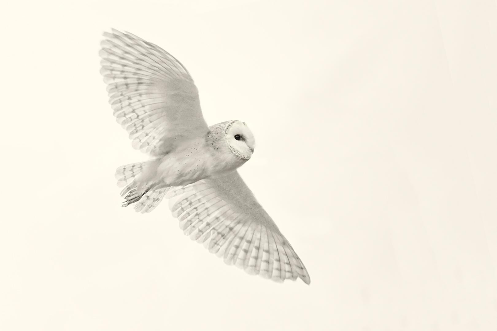 Beth Moon Black and White Photograph - Barn Owl XVI