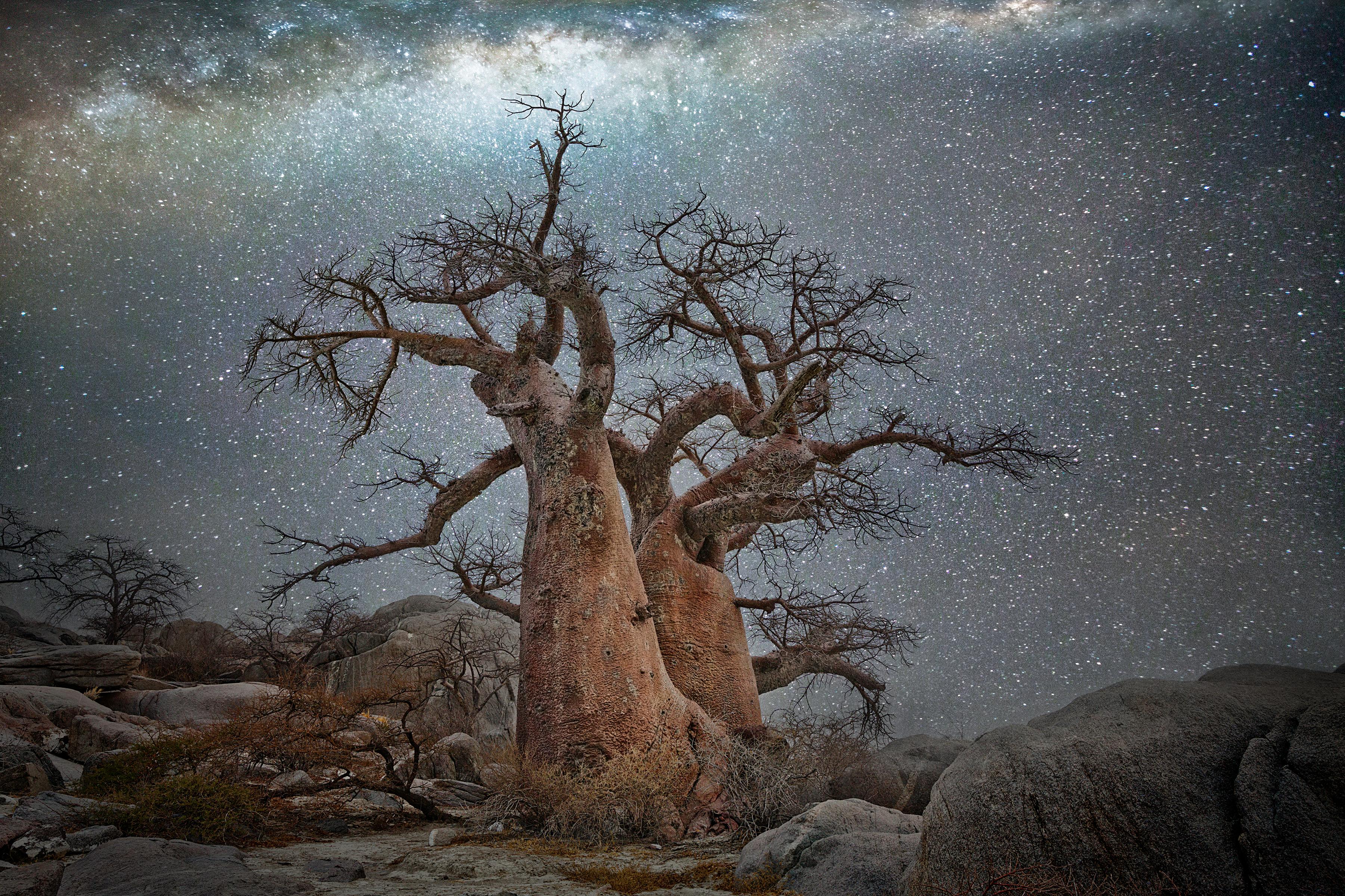 Beth Moon. From the Ancient Skies, Ancient Trees series. Archival pigment ink print. Signed, titled and editioned on print verso. 20 x 30", edition of 15. 