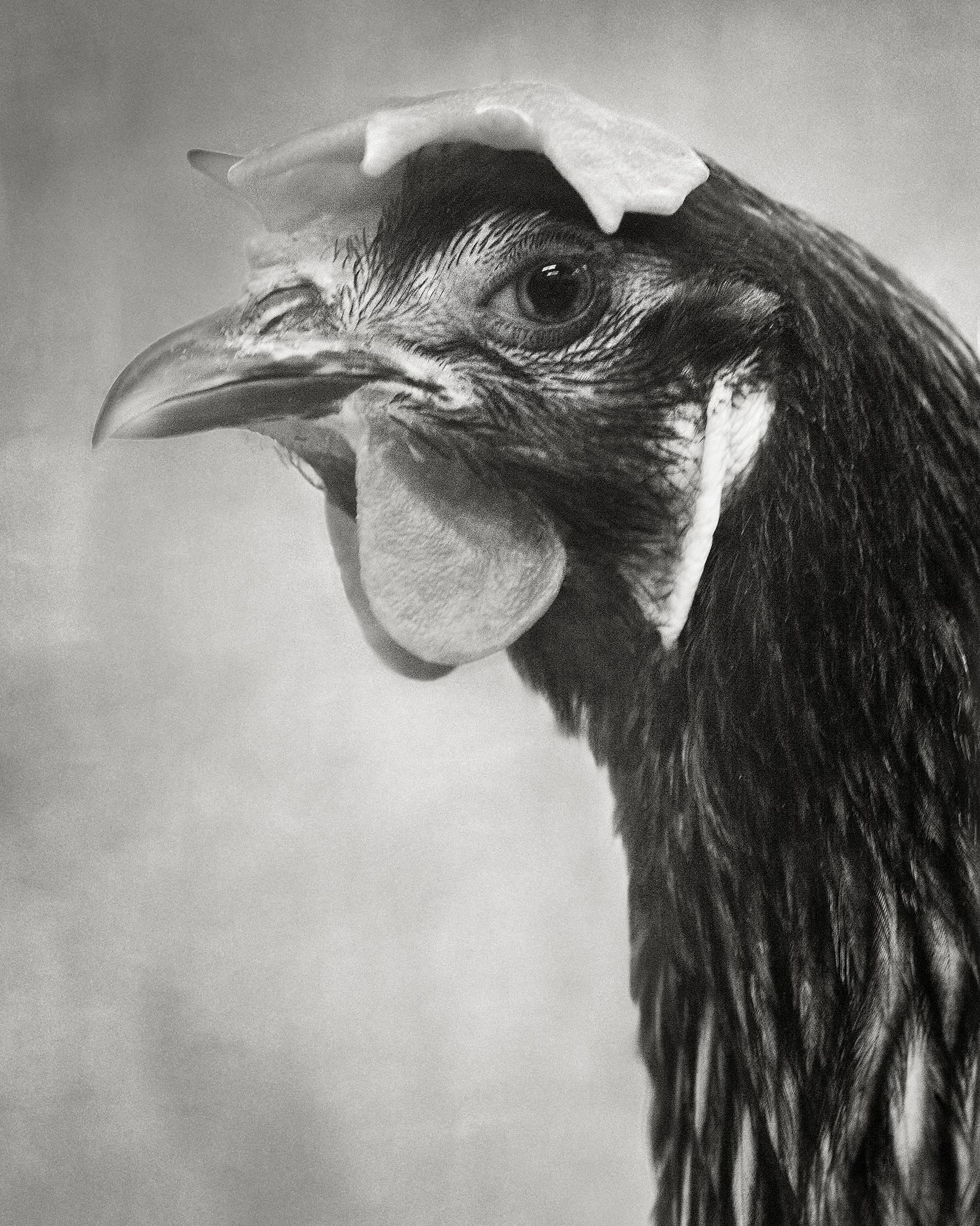 Beth Moon Black and White Photograph – Blaublau Andalusianisch