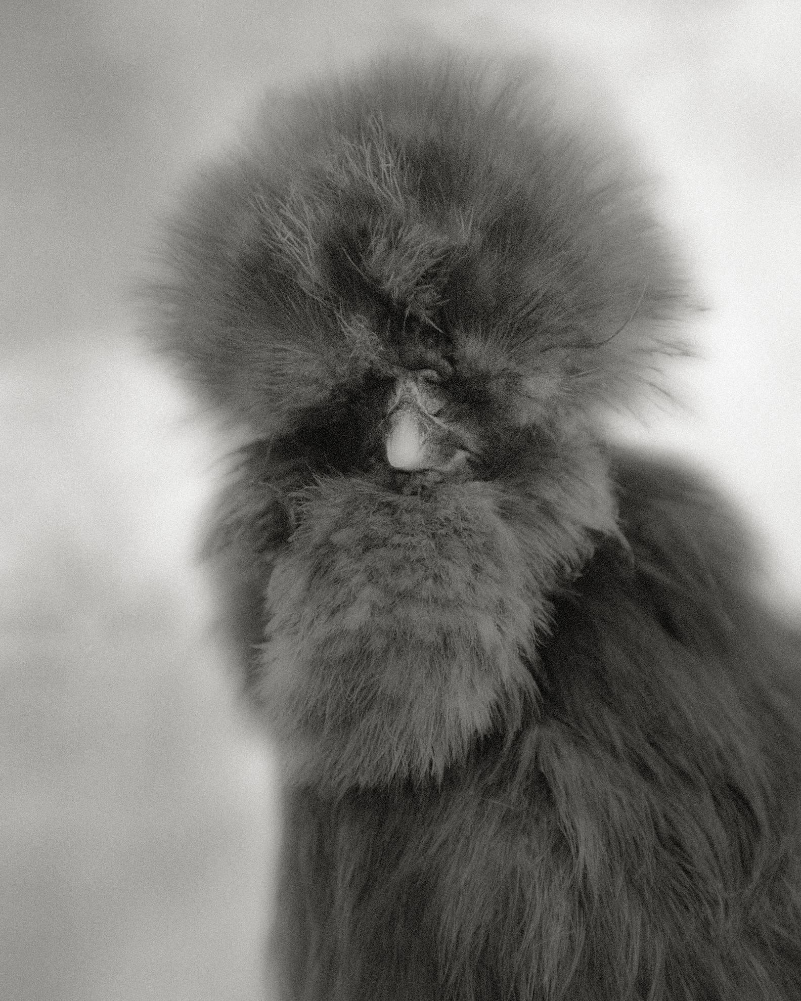 Beth Moon Portrait Photograph - Blue Silkie