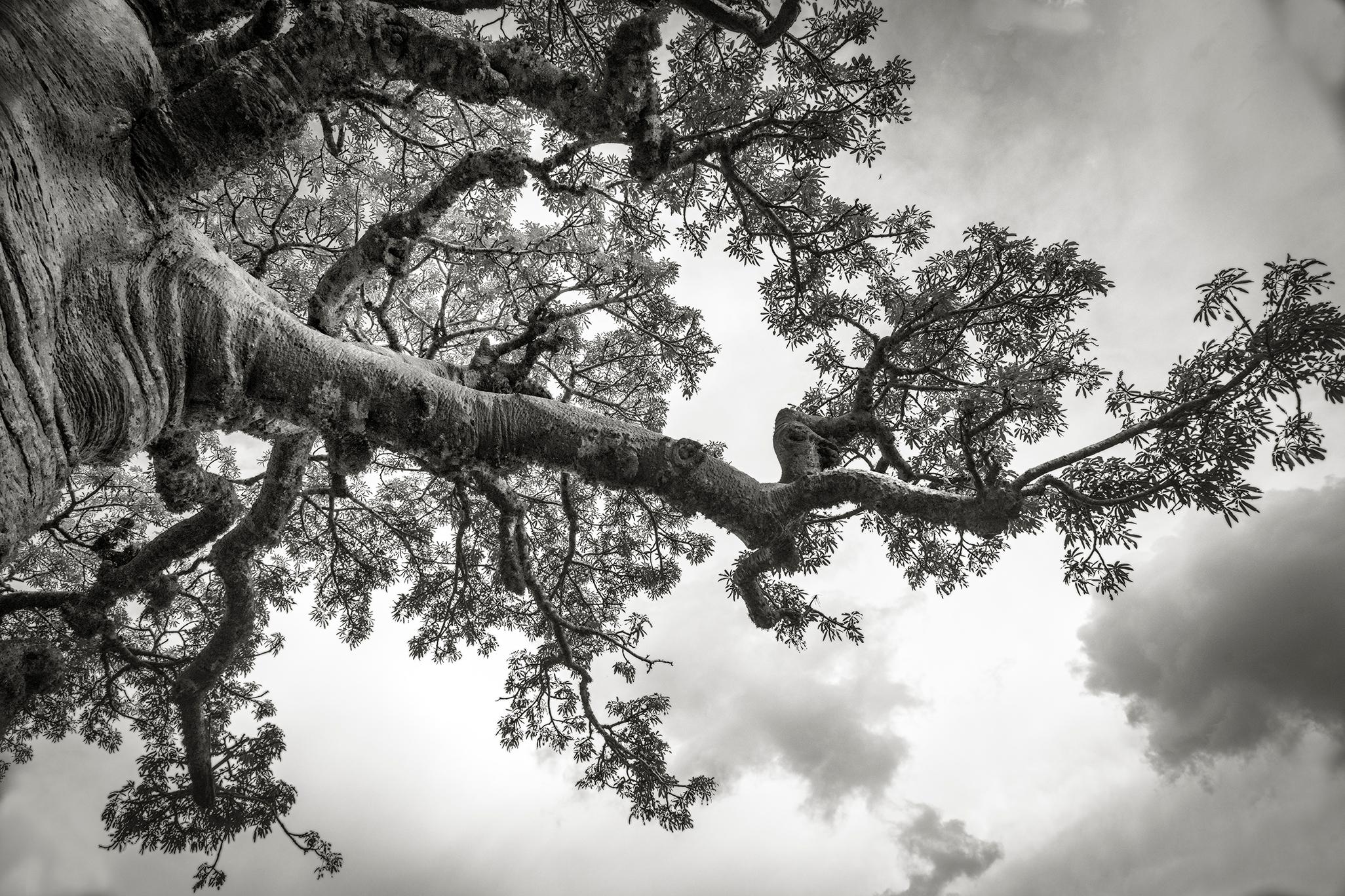 Beth Moon Black and White Photograph - Branches