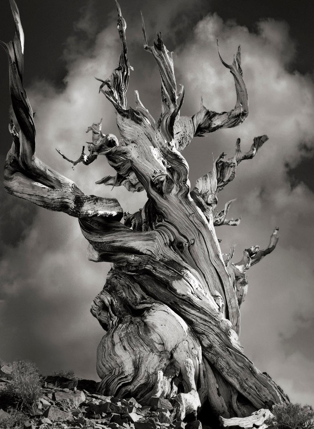 Beth Moon Landscape Photograph - Bristlecone Pine