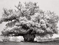 Chestnut in Cowdray Park